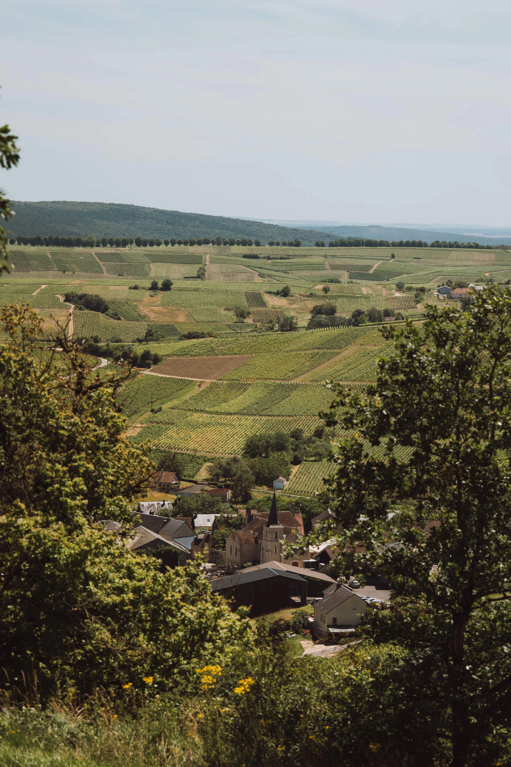 Winery Tour - Hubert Brochard