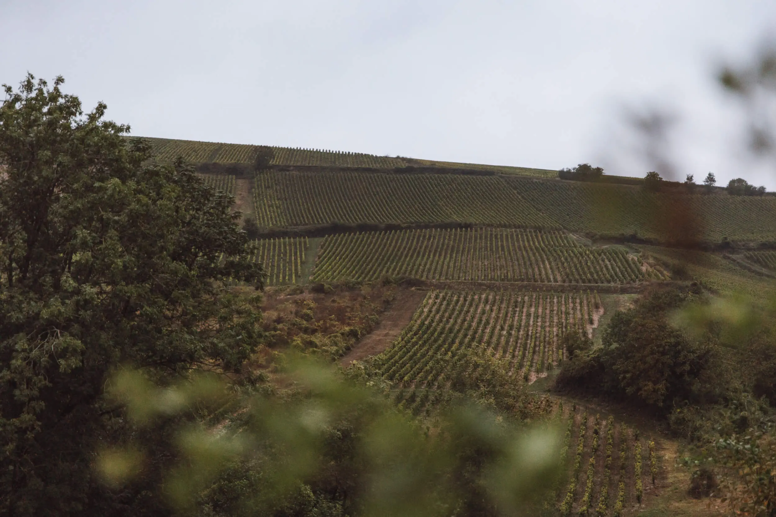 Sancerre Rouge Wine 2023 - Hubert Brochard