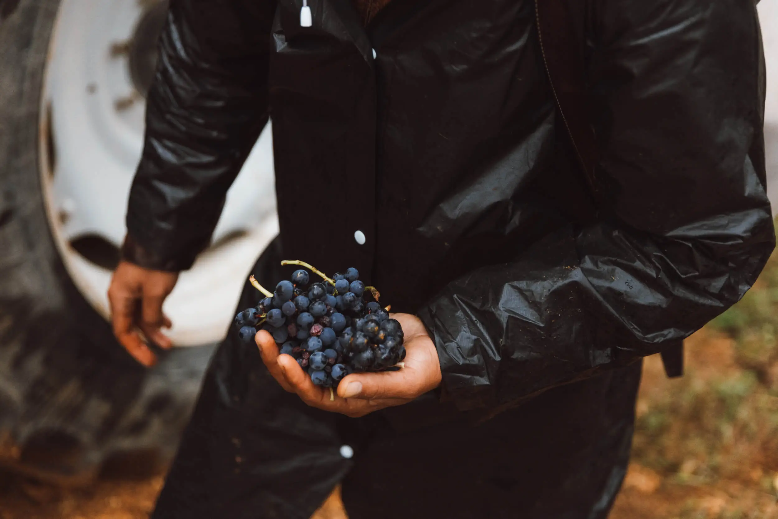 Sancerre Rouge Wine 2023 - Hubert Brochard