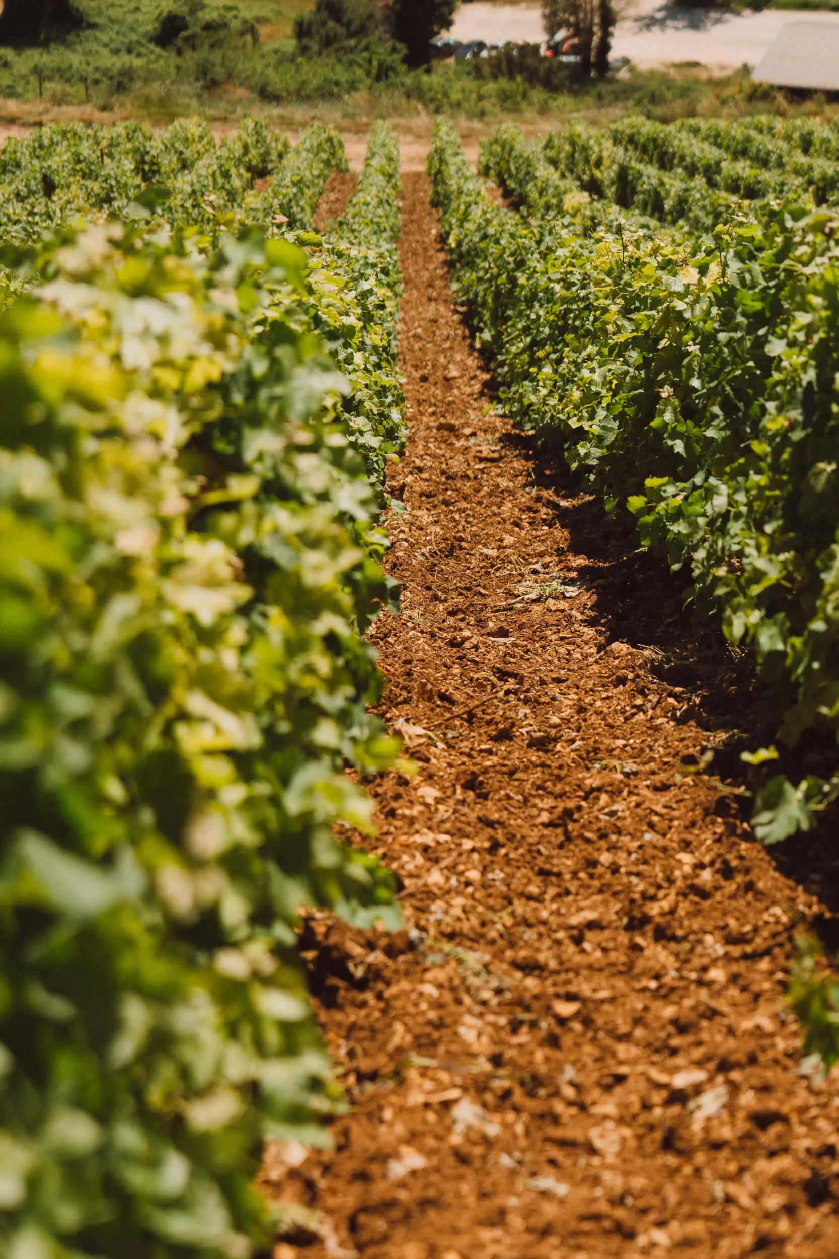 Notre vignoble | Domaine Hubert Brochard – Vins de Sancerre - Domaine Hubert Brochard