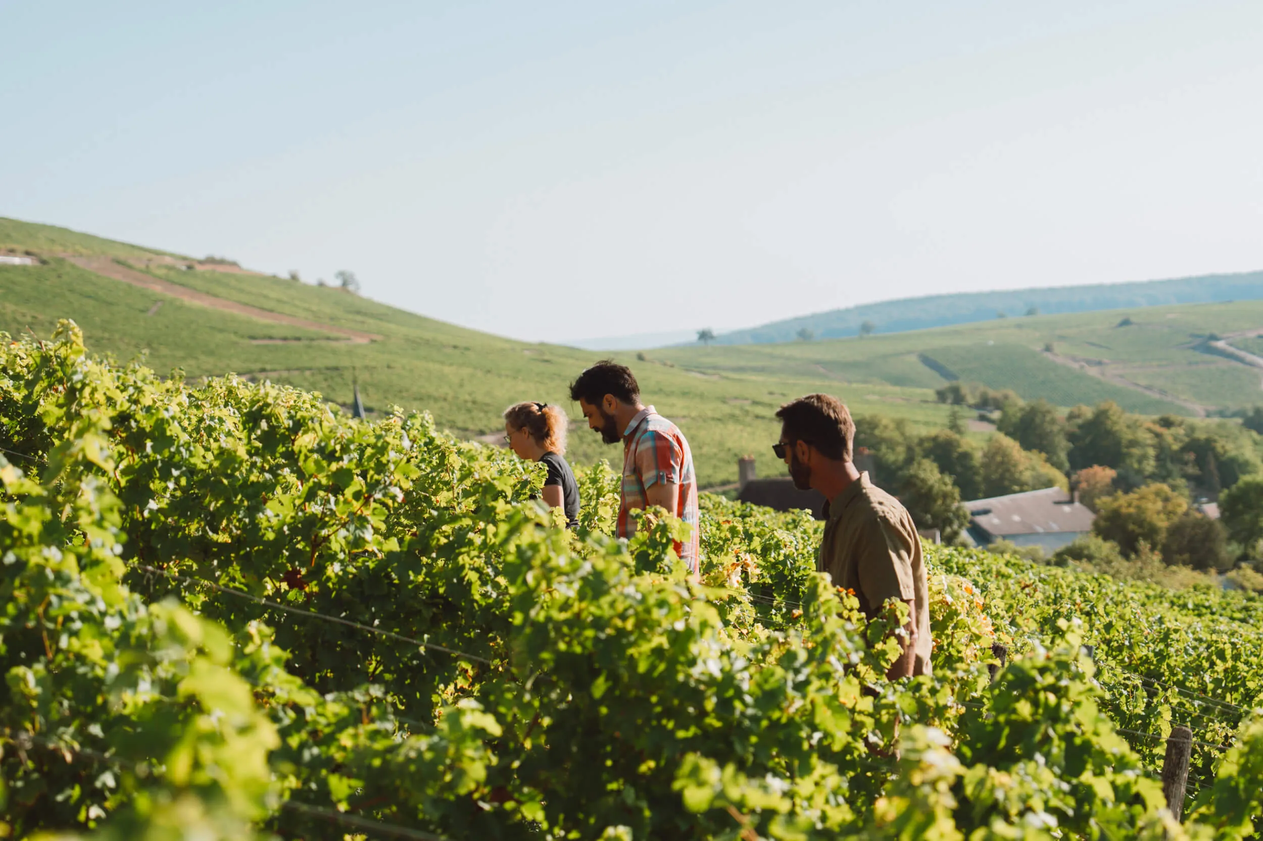 Our Ecosystem | Domaine Hubert Brochard – Sancerre Wines - Hubert Brochard