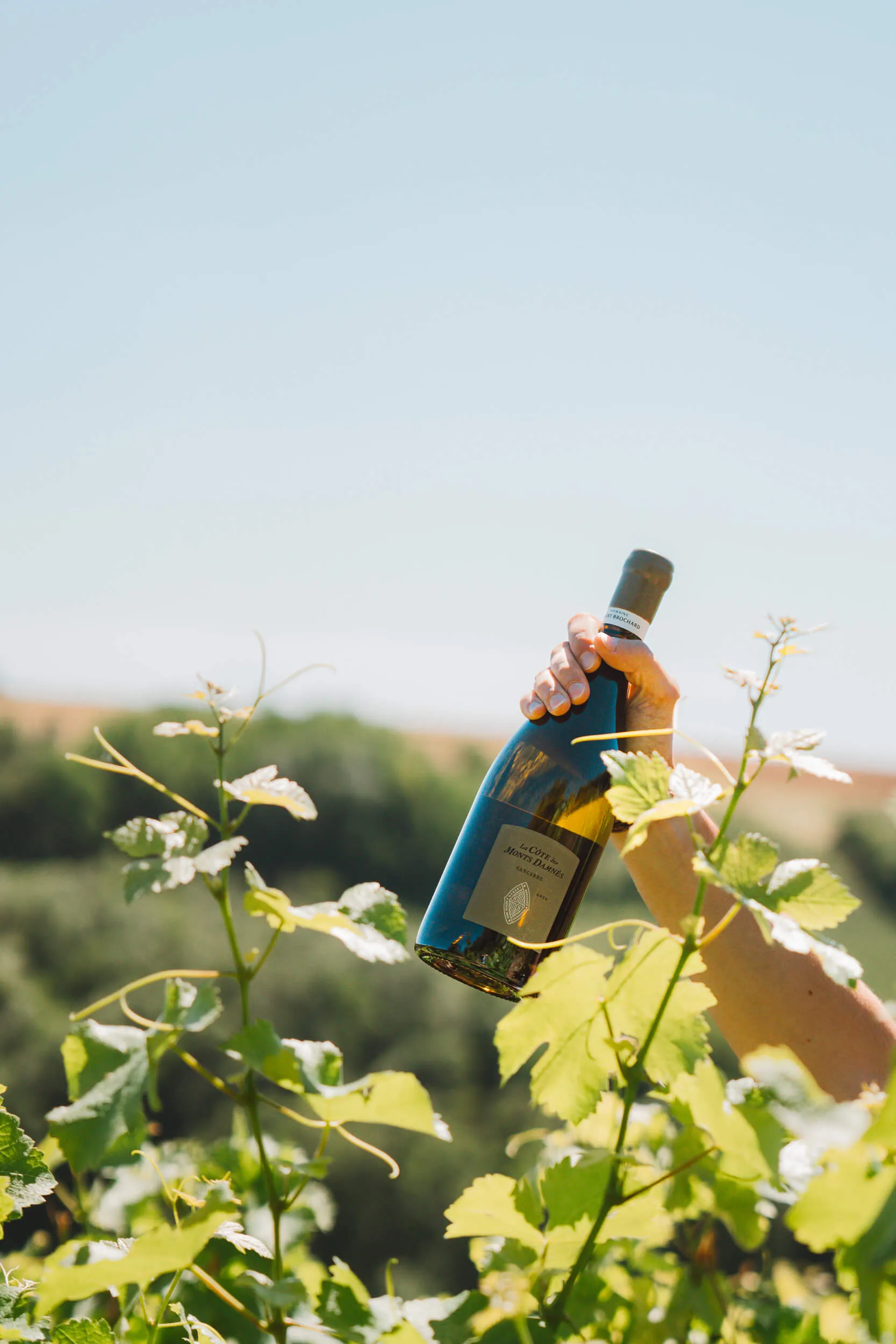 Our Ecosystem | Domaine Hubert Brochard – Sancerre Wines - Hubert Brochard