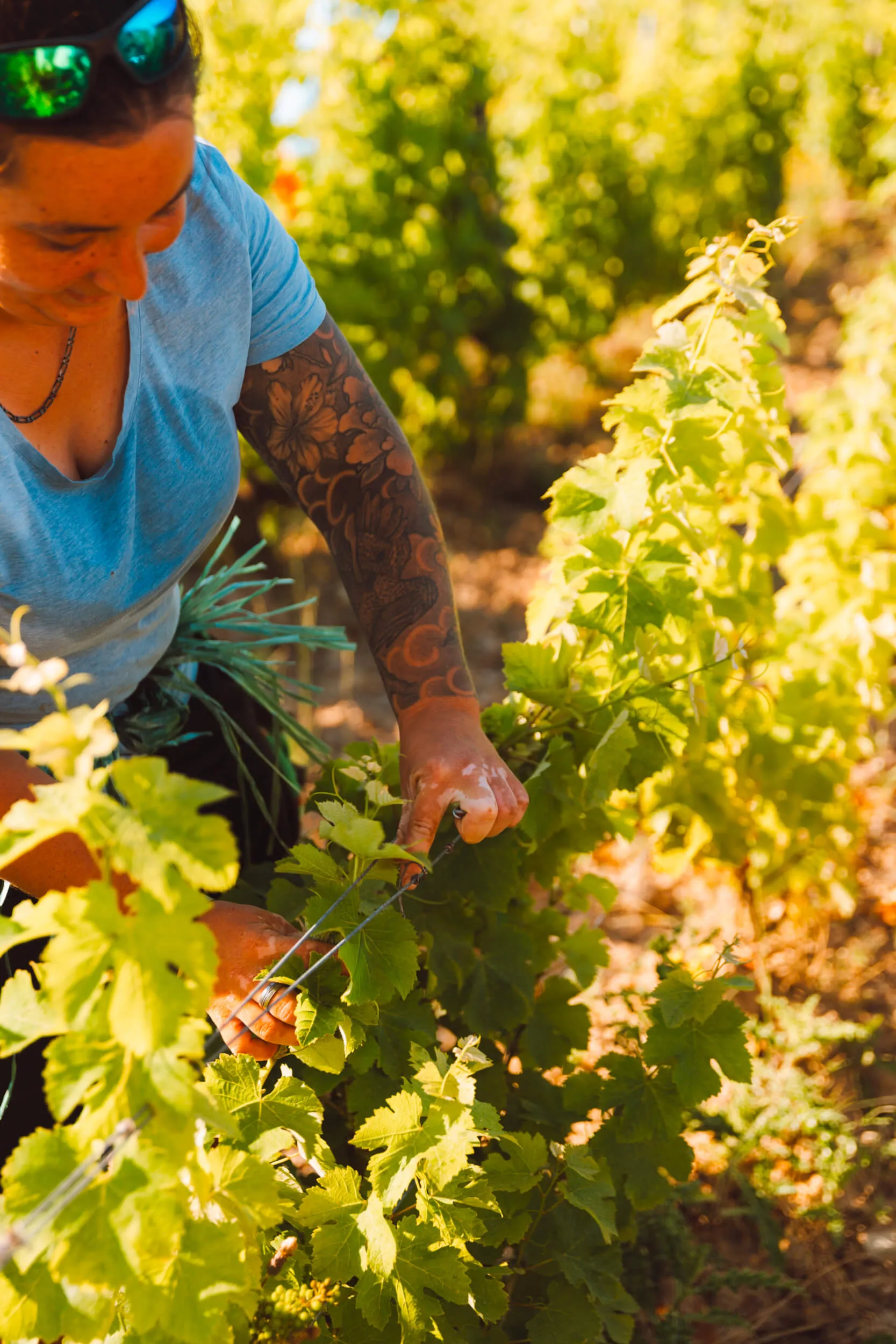 Nos valeurs - Domaine Hubert Brochard