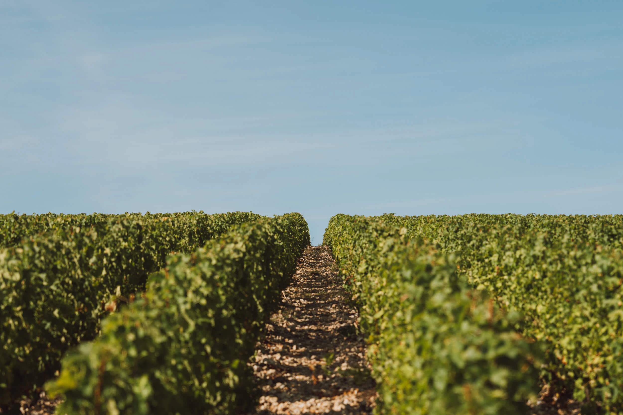 Privilege Tasting Workshop - Hubert Brochard