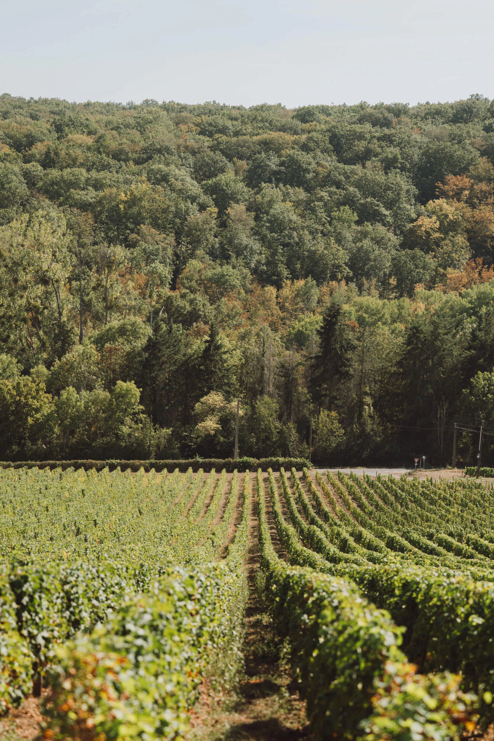 Privilege Tasting Workshop - Hubert Brochard